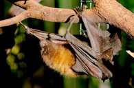 Kaloň rodriguezský