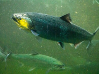 Losos v zátoce Puget Sound v USA