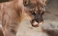 puma americká