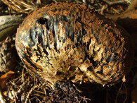 měcháč písečný