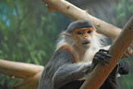 Langur šedonohý