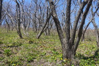 Pyrogenní pařezina nedaleko Vladivostoku