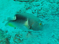 Pyskon žlutolící (Choerodon anchorago)