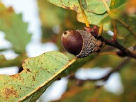 Dub pýřitý neboli šípák