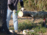Řezání kmene motorovou pilou