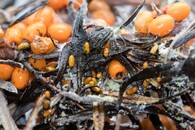 vrtule rakytníková