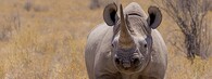 Nosorožec v Namibii