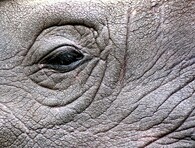 Nosorožčí oko