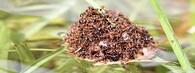 Red Imported Fire Ants (Solenopsis invicta)