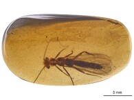 Nově objevené druhy fosilií řádu pošvatek, nazvané Rolling Stoneflies