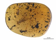 Nově objevené druhy fosilií řádu pošvatek, nazvané Rolling Stoneflies