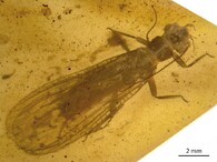 Nově objevené druhy fosilií řádu pošvatek, nazvané Rolling Stoneflies