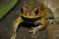 Ropucha jihoasijská