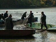 Výlov Velkého rybníka, Jesenice u Rakovníka