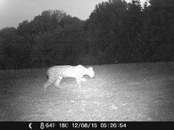 Rys Luděk došel z Prachaticka až k Linci