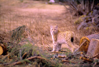Rys ostrovid (Lynx lynx)