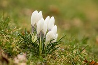 šafrán bělokvětý