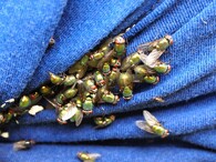 samičky bzučivky Lucilia ceasar