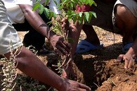 Indové sází stromy