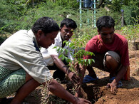 Indové sází stromy