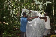 Sběr hmyzu pomocí sítí