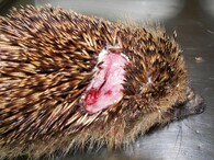 Zraněný ježek