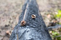 semena buku lesního