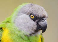 Papoušek senegalský