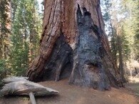 Sekvojovec poškozený ohněm