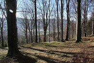 Buky u Hubertky v Jizerských horách