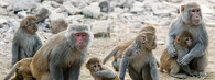 Makak rhesus