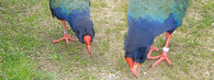 Takahe