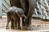 Třetí slůně v pražské zoo