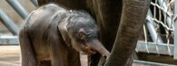 Třetí slůně v pražské zoo