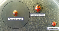Slunéčko východní  (Harmonia axyridis)