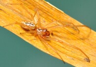 Samec snovačky moravské (Enoplognatha bryjai). 