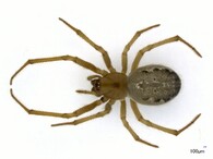  Samice snovačky moravské (Enoplognatha bryjai). 