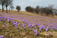 šafrán bělokvětý