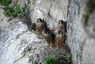 mladí sokoli na Šumavě