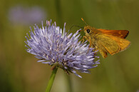 Soumračník rezavý