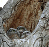 Soví mláďata v hnízdě