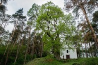 Lípa u sv. Anny