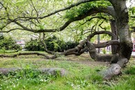 Břestovce ve Smetanových sadech