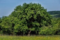 Bratřejovská hrušeň planá