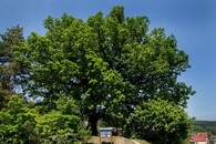 Dub v Cellerově štěpnici