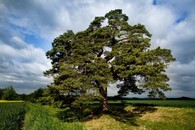 Libáňská borovička