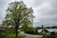 Dub na návsi v Borovanech