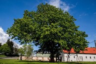 Kaštan Járy Cimrmana