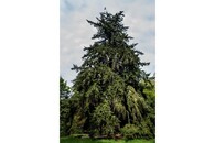 Chudenická douglaska