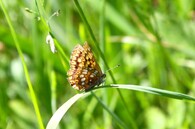 pestrobarvec petrklíčový